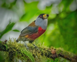 Toucan Barbet© Grace Chen