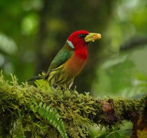 Red-headed Barbet© Grace Chen