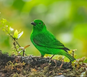 Glistening Green Tanager© Grace Chen