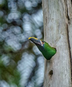 Southern Emerald Toucanet© Grace Chen