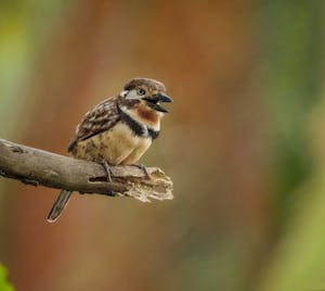 Russet-throated Puffbird© Grace Chen