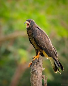 Snail Kite© Grace Chen