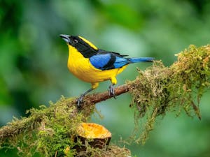 Blue-winged Mountain Tanager© Grace Chen