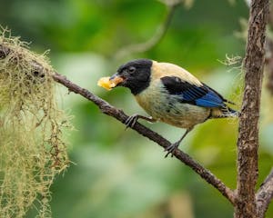 Black-headed Tanager© Grace Chen