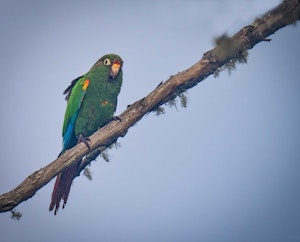 Santa Marta Parakeet© Grace Chen