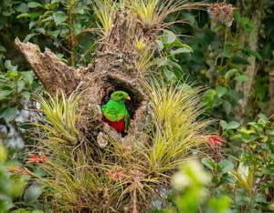White-tipped Quetzal© Grace Chen