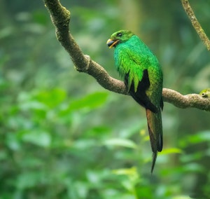 White-tipped Quetzal© Grace Chen