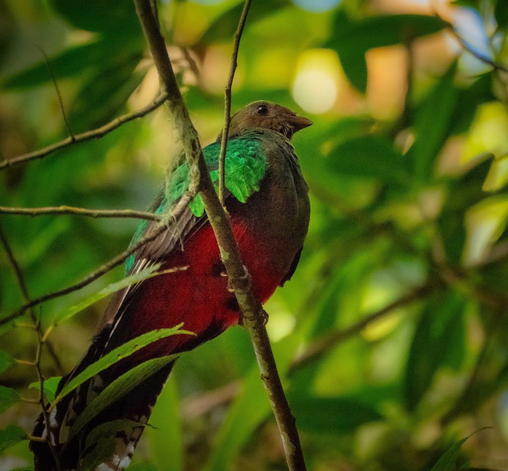 White-tipped Quetzal© Grace Chen
