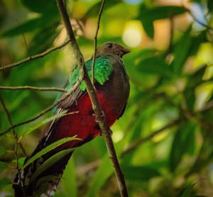 White-tipped Quetzal© Grace Chen