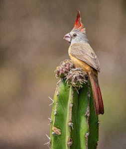 Vermilion Cardinal© Grace Chen