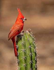 Vermilion Cardinal© Grace Chen