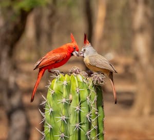 Vermilion Cardinals© Grace Chen