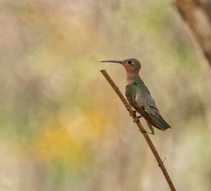 Buffy Hummingbird© Grace Chen