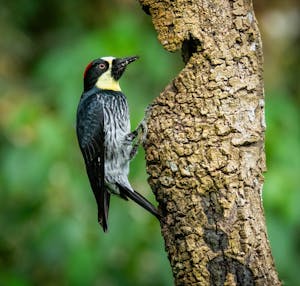 Acorn Woodpecker© Grace Chen