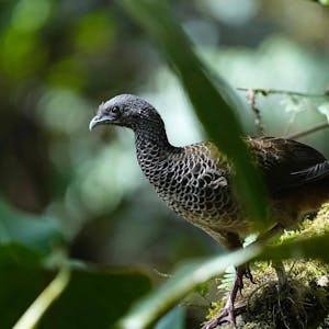 Chachalaca© Daniel Sands