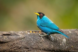 Green Honeycreeper© Grace Chen