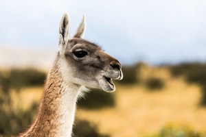 Guanaco © Cheesemans’ Ecology Safaris