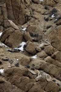 Snow Leopards© Bahzad Larry