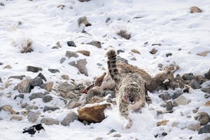 Snow Leopard © Behzad Larry