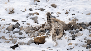 Snow Leopard © Behzad Larry
