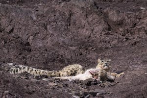 Snow Leopard© Bahzad Larry