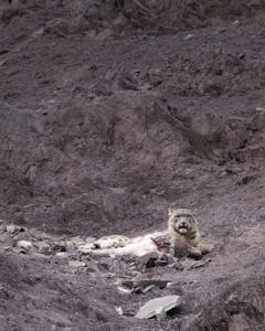 Snow Leopard © Behzad Larry
