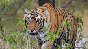 Bengal Tiger© Ken & Mary Campbell