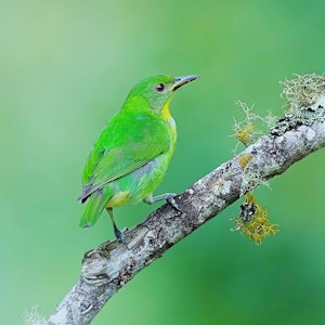 Multicolored Tanager© Daniel Sands