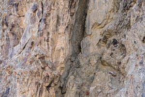 Snow Leopard© Bahzad Larry