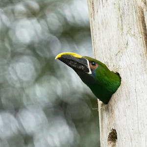 Green Toucanet© Daniel Sands
