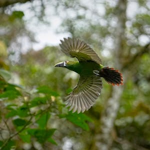 Green Toucanet© Daniel Sands