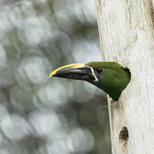 Green Toucanet© Daniel Sands