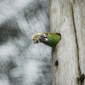 Green Toucanet© Daniel Sands