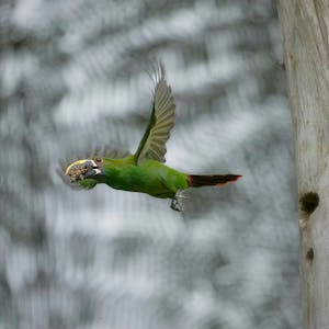 Green Toucanet© Daniel Sands