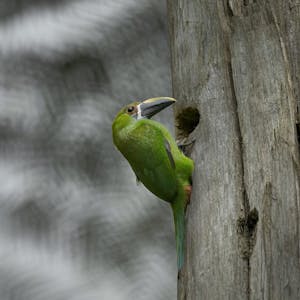 Green Toucanet© Daniel Sands