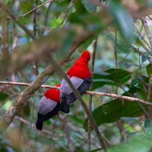 Guianan Cock-of-the-Rock© Daniel Sands
