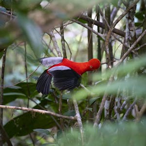 Guianan Cock-of-the-Rock© Daniel Sands