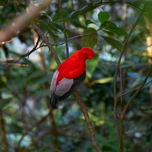 Guianan Cock-of-the-Rock© Daniel Sands