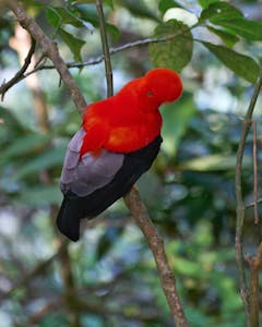 Guianan Cock-of-the-Rock© Daniel Sands