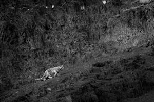 Snow Leopard© Bahzad Larry