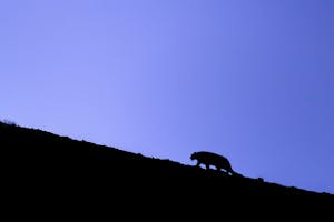 Snow Leopard© Bahzad Larry