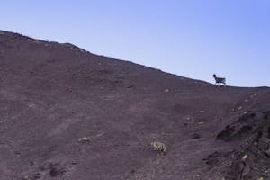 Snow Leopard© Bahzad Larry