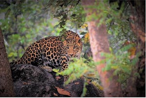 Leopard© Amit Sankhala