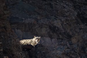 Snow Leopard© Bahzad Larry