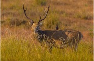 Barasingha © Cheesemans’ Ecology Safaris