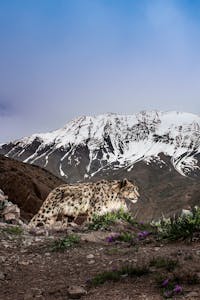 Snow Leopard© Bahzad Larry