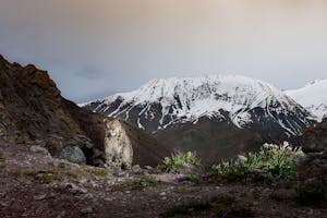 Snow Leopard© Bahzad Larry