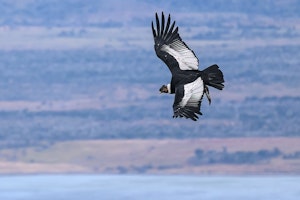 Andean Condor © Stephen Martin