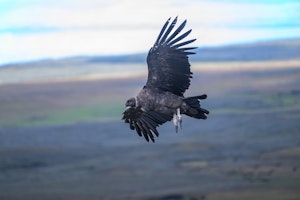 Andean Condor © Stephen Martin