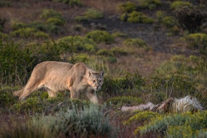 Puma© Stephen Martin